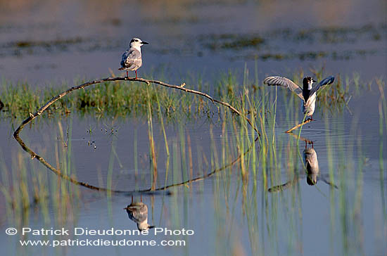 Whiskered Tern (Chlidonias hybridus) - Guifette moustac 11164