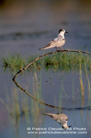 Whiskered Tern (Chlidonias hybridus) - Guifette moustac 11165