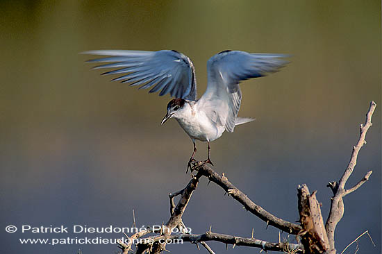 Whiskered Tern (Chlidonias hybridus) - Guifette moustac 11166