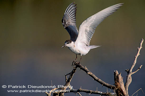 Whiskered Tern (Chlidonias hybridus) - Guifette moustac 11168