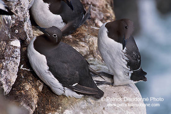 Guillemot (Uria aalge) - Guillemot - 17355