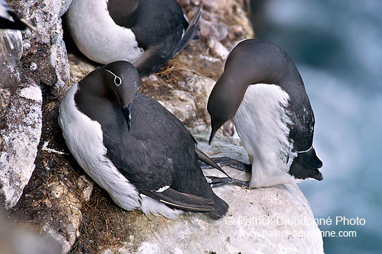 Guillemot (Uria aalge) - Guillemot - 17356