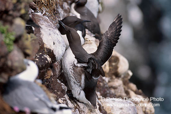 Guillemot (Uria aalge) - Guillemot - 17357