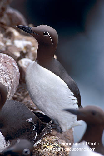 Guillemot (Uria aalge) - Guillemot - 17358