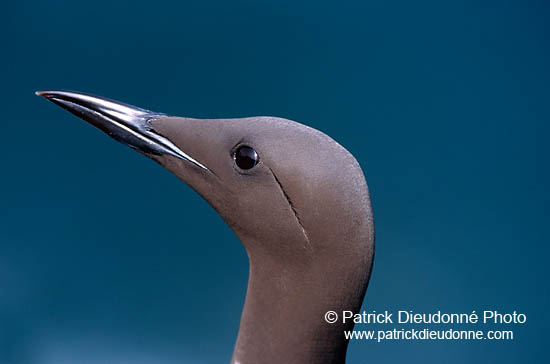 Guillemot (Uria aalge) - Guillemot - 17360