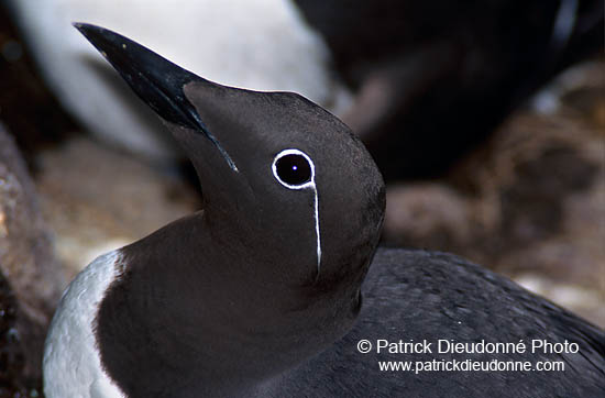 Guillemot (Uria aalge) - Guillemot - 17361