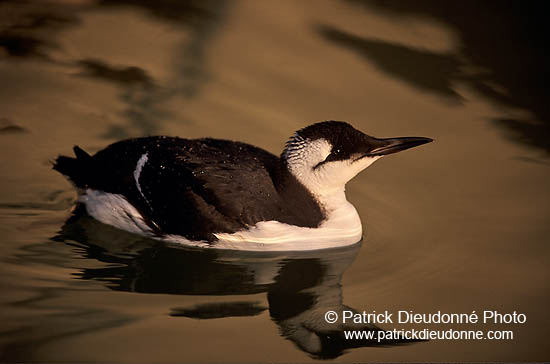 Guillemot (Uria aalge) - Guillemot - 17362