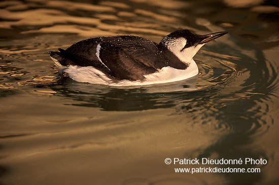 Guillemot (Uria aalge) - Guillemot - 17363