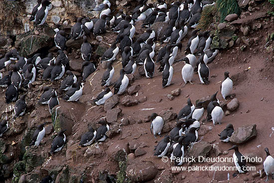 Guillemot (Uria aalge) - Guillemot - 17365