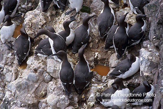 Guillemot (Uria aalge) - Guillemot - 17366