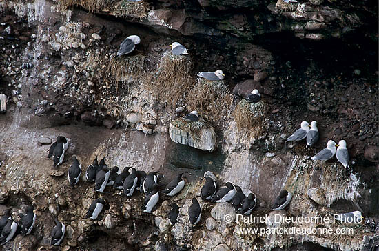 Guillemot (Uria aalge) - Guillemot - 17367