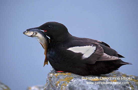 Black Guillemot (Cepphus grylle) - Guillemot à miroir - 17369