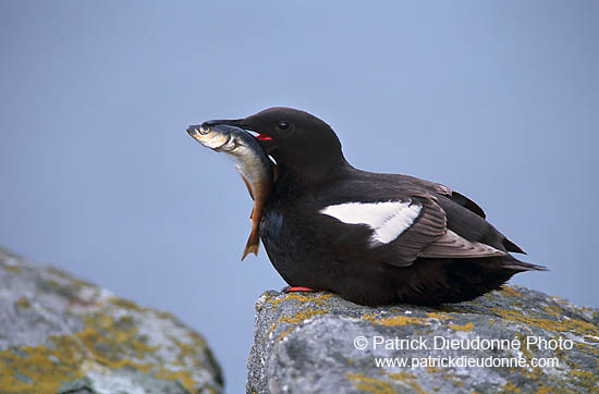 Black Guillemot (Cepphus grylle) - Guillemot à miroir - 17370