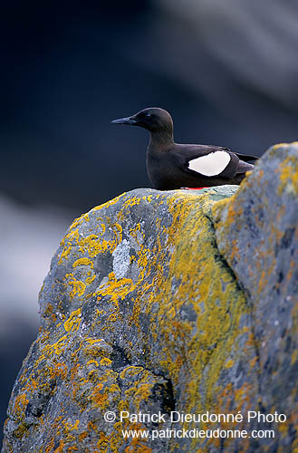 Black Guillemot (Cepphus grylle) - Guillemot à miroir - 17374