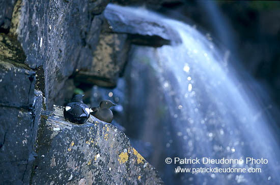 Black Guillemot (Cepphus grylle) - Guillemot à miroir - 17375