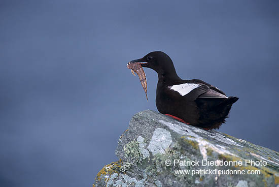 Black Guillemot (Cepphus grylle) - Guillemot à miroir - 17371