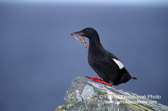 Black Guillemot (Cepphus grylle) - Guillemot à miroir - 17372