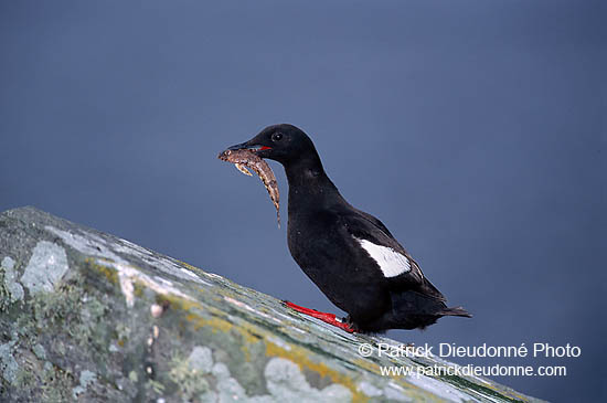 Black Guillemot (Cepphus grylle) - Guillemot à miroir - 17373