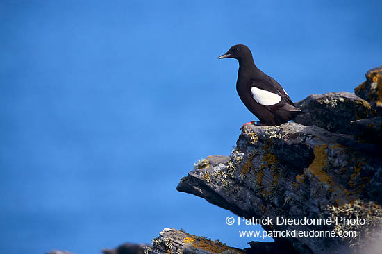 Black Guillemot (Cepphus grylle) - Guillemot à miroir - 17377