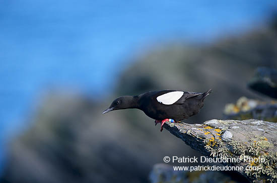 Black Guillemot (Cepphus grylle) - Guillemot à miroir - 17378