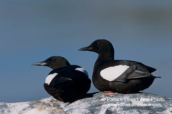 Black Guillemot (Cepphus grylle) - Guillemot à miroir - 17379