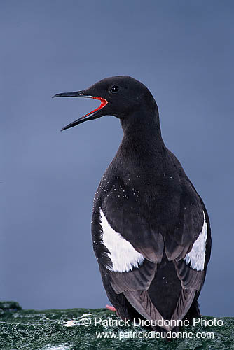 Black Guillemot (Cepphus grylle) - Guillemot à miroir - 17381