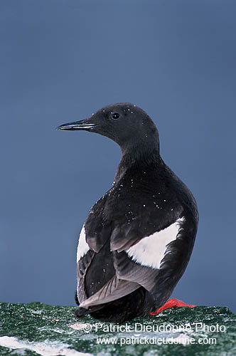 Black Guillemot (Cepphus grylle) - Guillemot à miroir - 17382