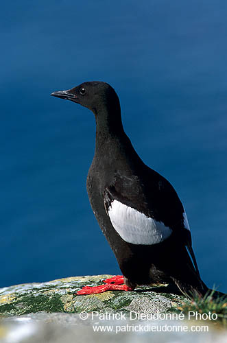 Black Guillemot (Cepphus grylle) - Guillemot à miroir - 17480