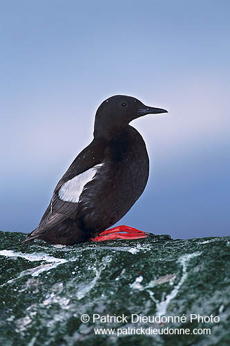 Black Guillemot (Cepphus grylle) - Guillemot à miroir - 17384