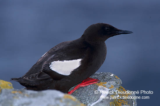 Black Guillemot (Cepphus grylle) - Guillemot à miroir - 17385