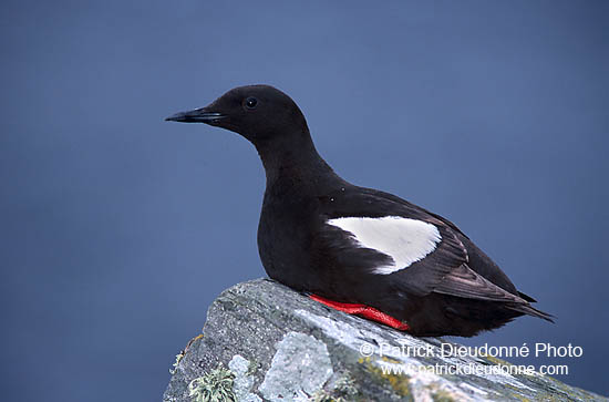 Black Guillemot (Cepphus grylle) - Guillemot à miroir - 17386