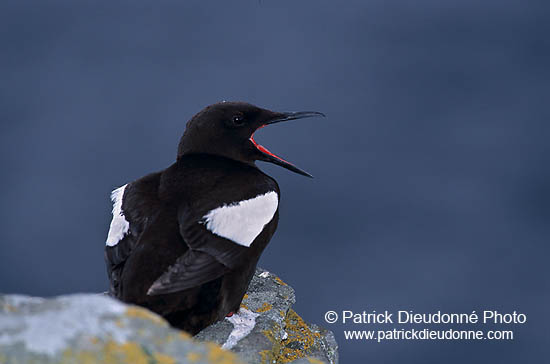 Black Guillemot (Cepphus grylle) - Guillemot à miroir - 17387