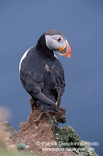 Puffin (Fratercula arctica) - Macareux moine - 17388