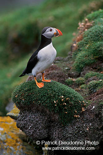 Puffin (Fratercula arctica) - Macareux moine - 17389