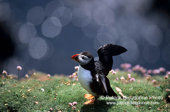 Puffin (Fratercula arctica) - Macareux moine - 17390