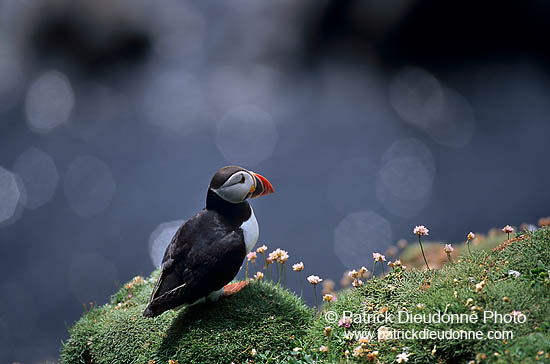 Puffin (Fratercula arctica) - Macareux moine - 17391