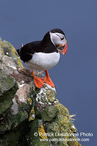 Puffin (Fratercula arctica) - Macareux moine - 17394