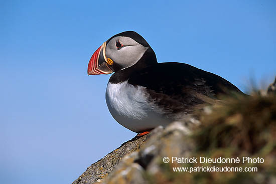 Puffin (Fratercula arctica) - Macareux moine - 17398