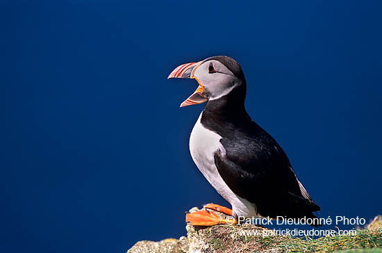 Puffin (Fratercula arctica) - Macareux moine - 17399