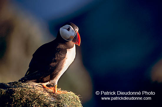 Puffin (Fratercula arctica) - Macareux moine - 17400