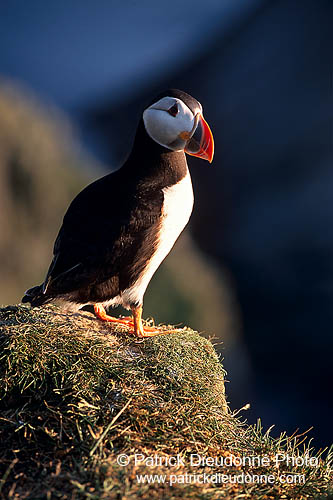 Puffin (Fratercula arctica) - Macareux moine - 17401