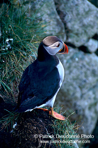 Puffin (Fratercula arctica) - Macareux moine - 17402