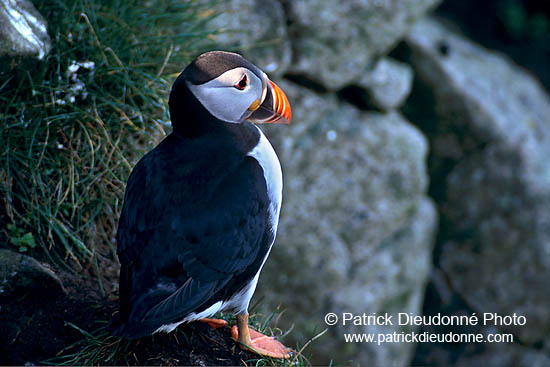 Puffin (Fratercula arctica) - Macareux moine - 17403