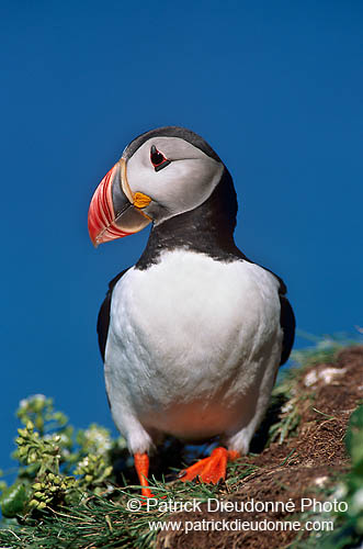 Puffin (Fratercula arctica) - Macareux moine - 17404