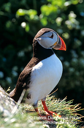 Puffin (Fratercula arctica) - Macareux moine - 17406