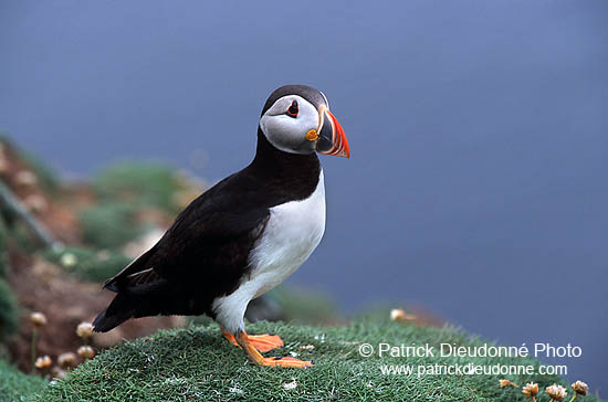 Puffin (Fratercula arctica) - Macareux moine - 17407