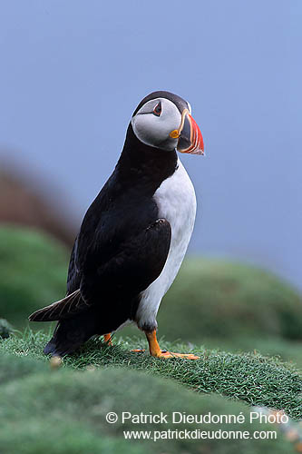 Puffin (Fratercula arctica) - Macareux moine - 17408