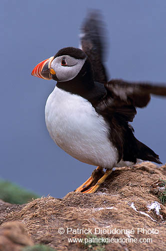 Puffin (Fratercula arctica) - Macareux moine - 17409