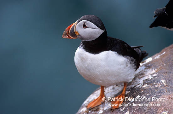 Puffin (Fratercula arctica) - Macareux moine - 17410