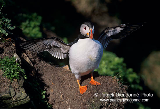 Puffin (Fratercula arctica) - Macareux moine - 17411